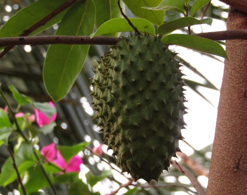 그라비올라 열매1