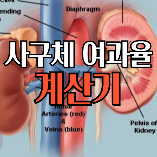 사구체여과율계산기
