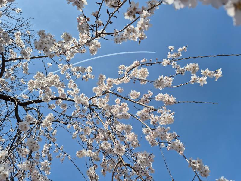 이월드-벚꽃-놀이