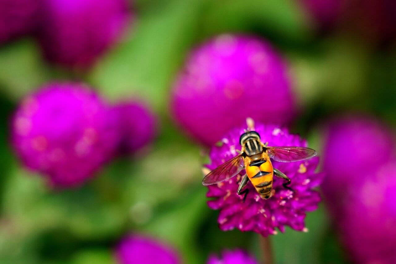양주 나리공원 천만송이 천일홍축제