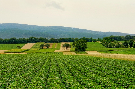 기본형 공익직불제