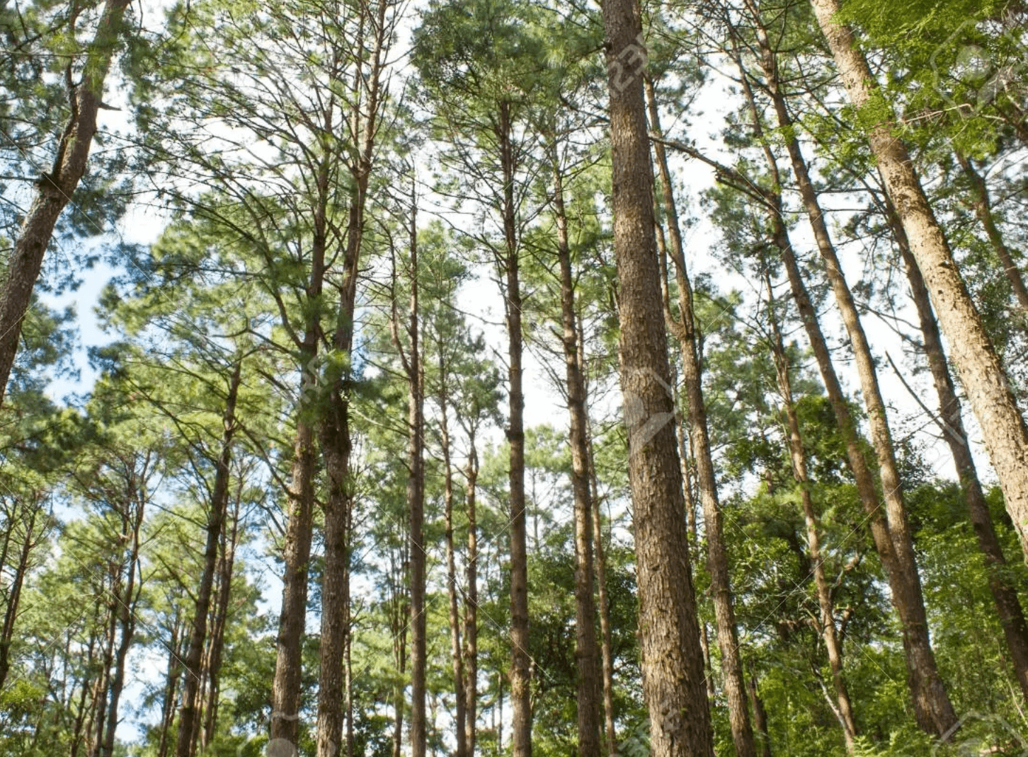 피크노제놀 소나무