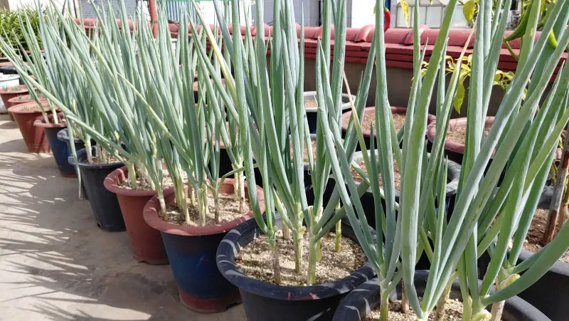 텃밭 대파 키우는 방법 파종 시기_7