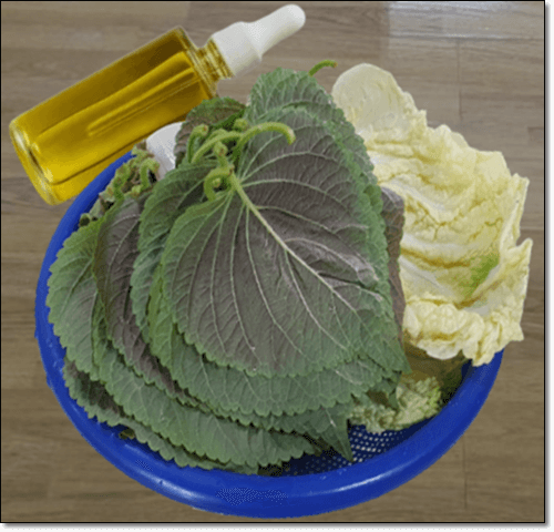 깻잎 배추 로즈마리 오일