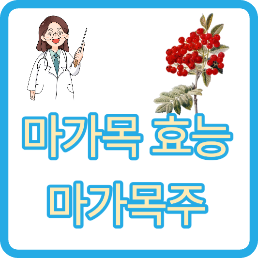 마가목 효능 손발저림 마가목주 만드는법 마가목주 효능