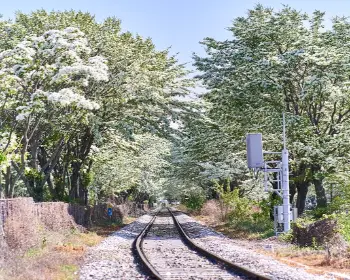 전주 이팝나무 철길_2