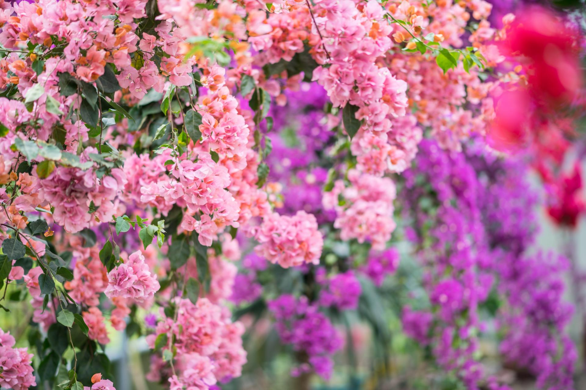 한림공원 부겐빌레아 축제