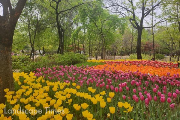 서울-숲-튤립-3