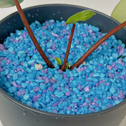 수박페페 가지치기