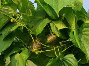 하늘마(열매마)1