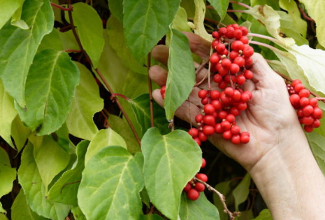 오미자 효능, 부작용, 수확시기 총정리 (2024ver)