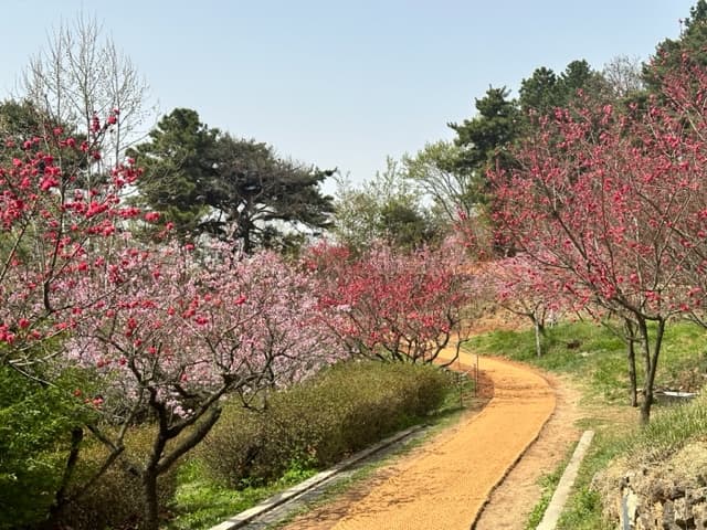 [4월 축제]서울근교 봄꽃 축제❘부천 춘덕산 복숭아꽃 축제❘복숭아꽃 개화가 절정이에요. 맛집 추천