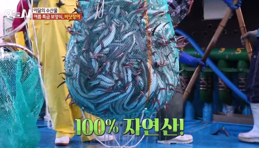 오늘N 이달의 수산물 통영 자연산 바닷장어 구입방법 근해통발수협협동조합 오늘N 2502회