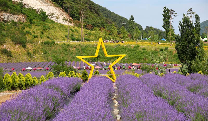 인생샷 찍기 좋은 보랏빛 명소
