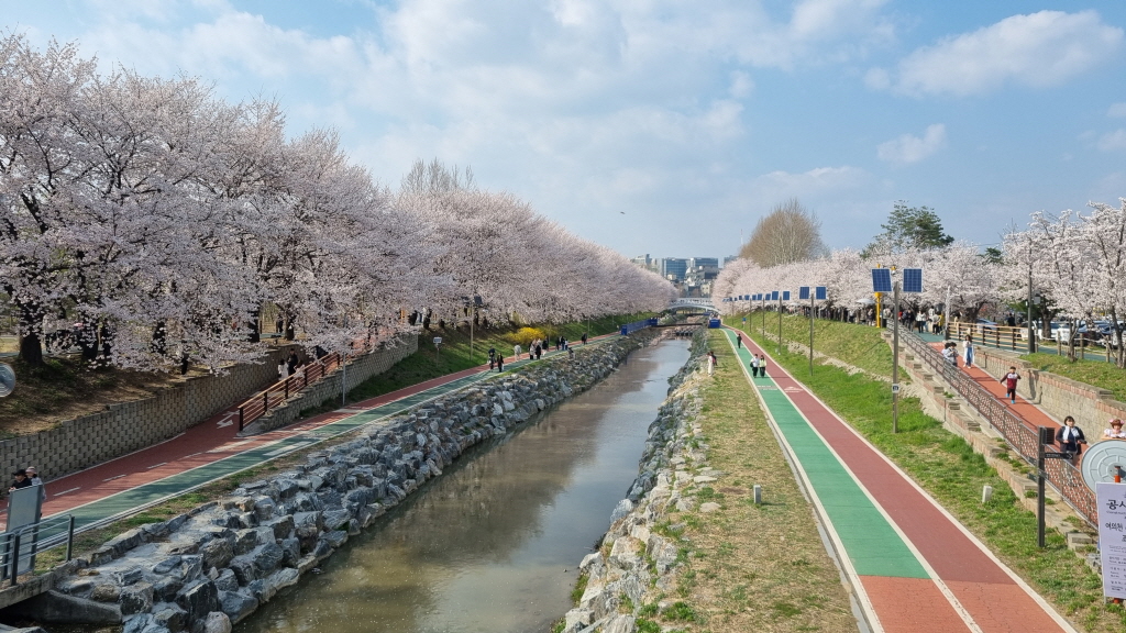 양재천벚꽃축제