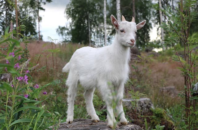 "강다니엘의 염소 요가 사랑"