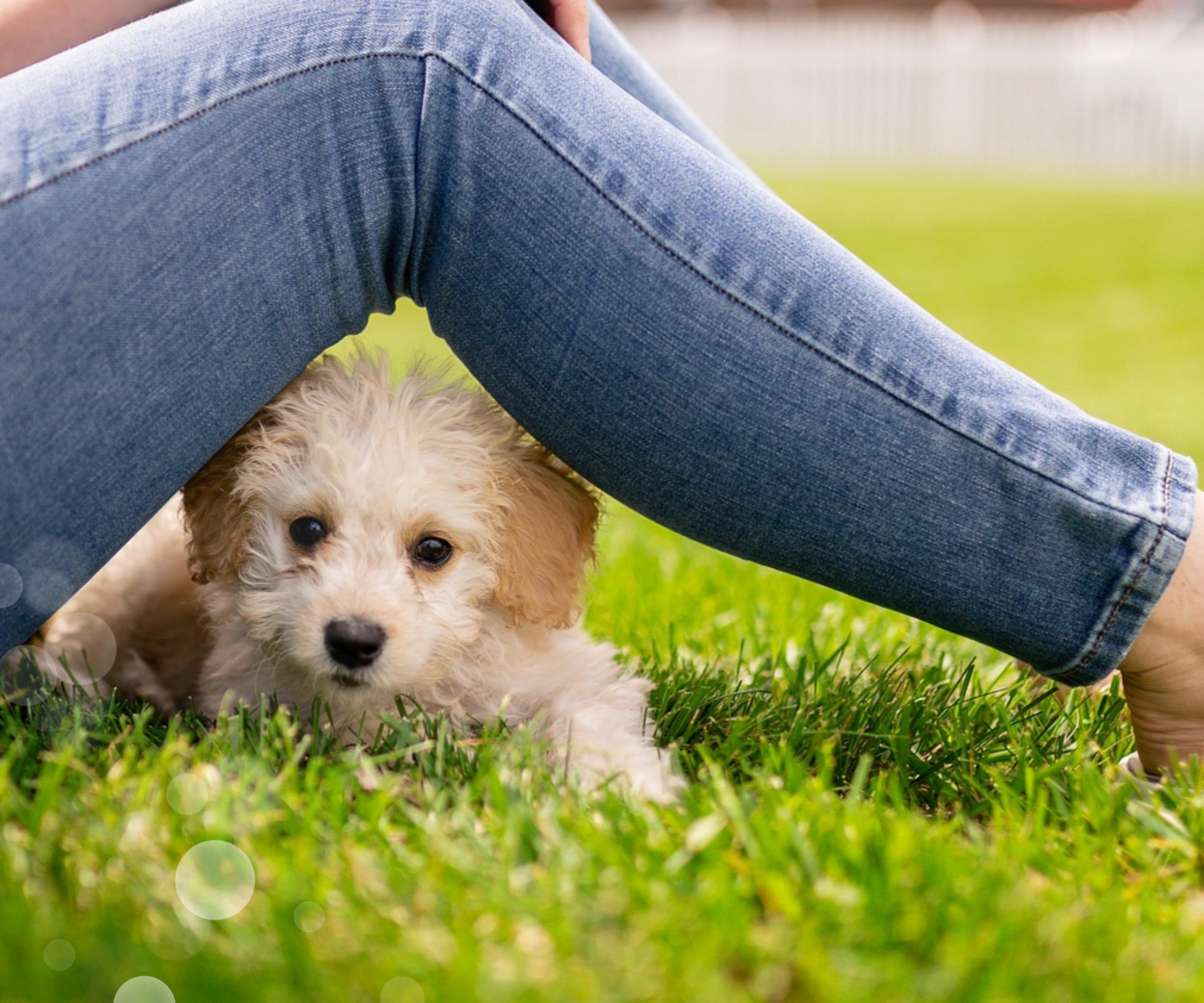 펫 테라피 들어보셨나요? 반려동물이 정신건강에 미치는 영향