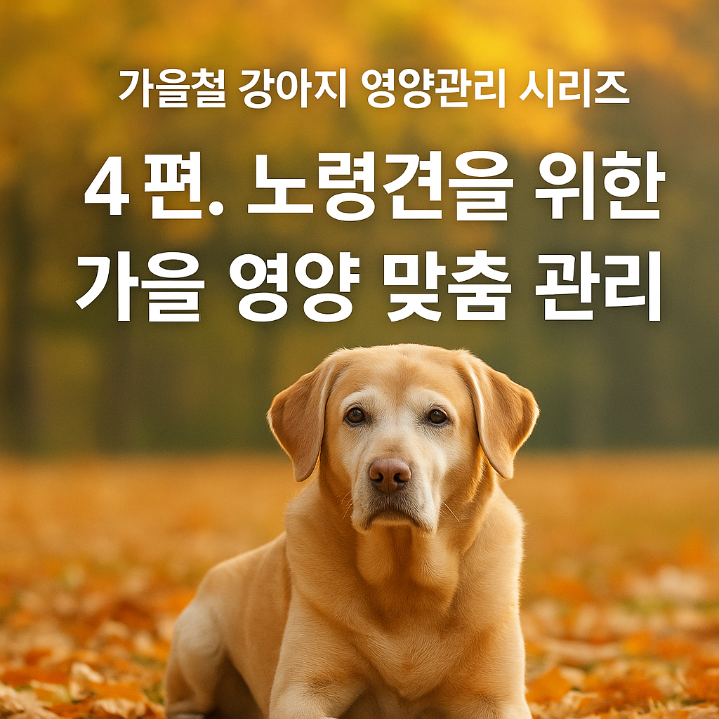 노령견을 위한 가을 영양 맞춤 관리 이미지