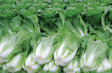 배추 재배 정식 시기 석회 뿌리기 벌레 예방_3