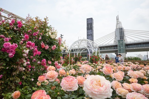 중랑장미축제