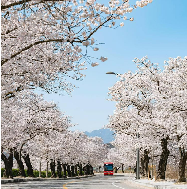 2025 벚꽃 개화시기