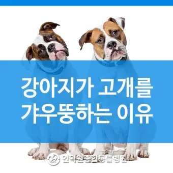 강아지 고개 갸우뚱 이유 의미 뜻_18