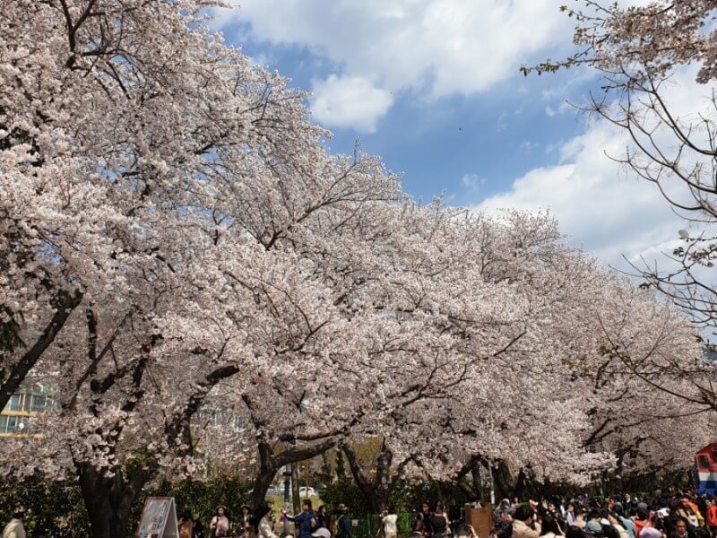 벚꽃축제 /부산 벚꽃 드라이브 코스 /숨은 벚꽃명소