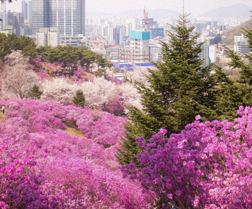 당일치기꽃여행