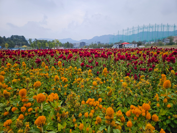 나리공원 -자이언트 촛불 맨드라미3