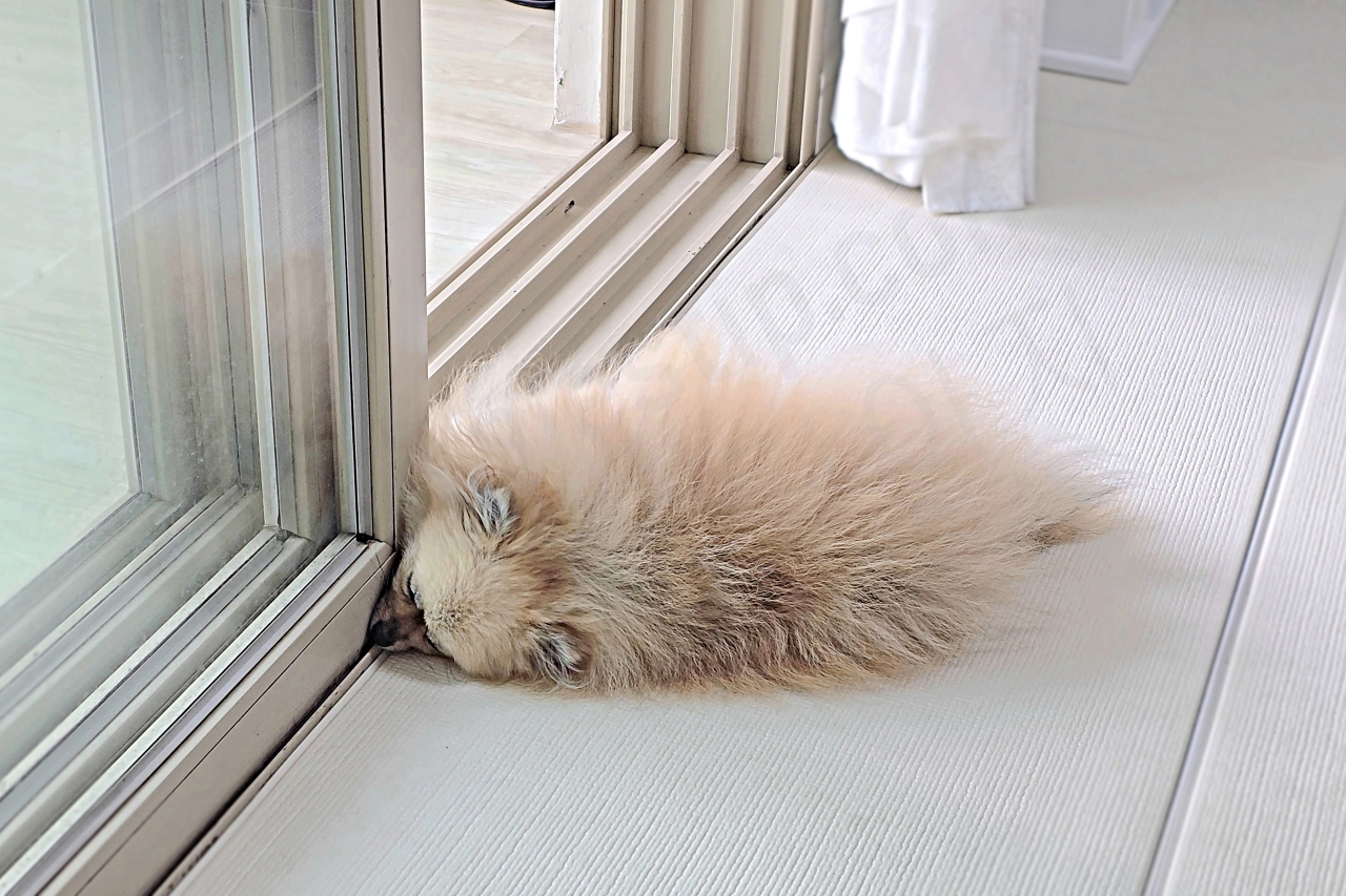 창문 앞에 있는 강아지