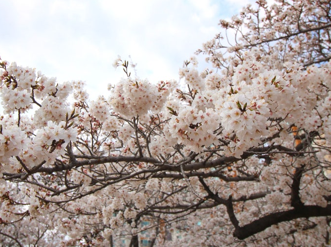 진해 군항제 벚꽃길