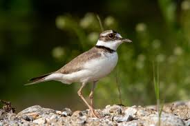 흰목물떼새가 해변에서 번식하기 어려운 이유