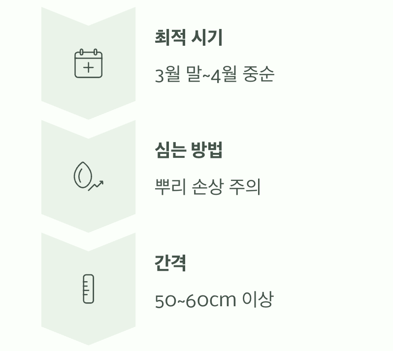 모종 심기, 언제가 가장 좋을까?