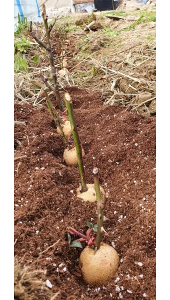 장미 삽목하는 방법 집에서 쉽게 번식하는 팁_13