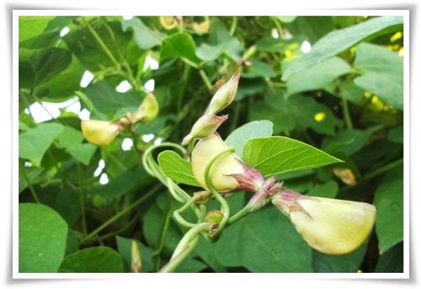 텃밭 &quot;5월에 심기 좋은 작물&quot; 초보도 척척, 실패 없이 풍성하게 수확하는 법!