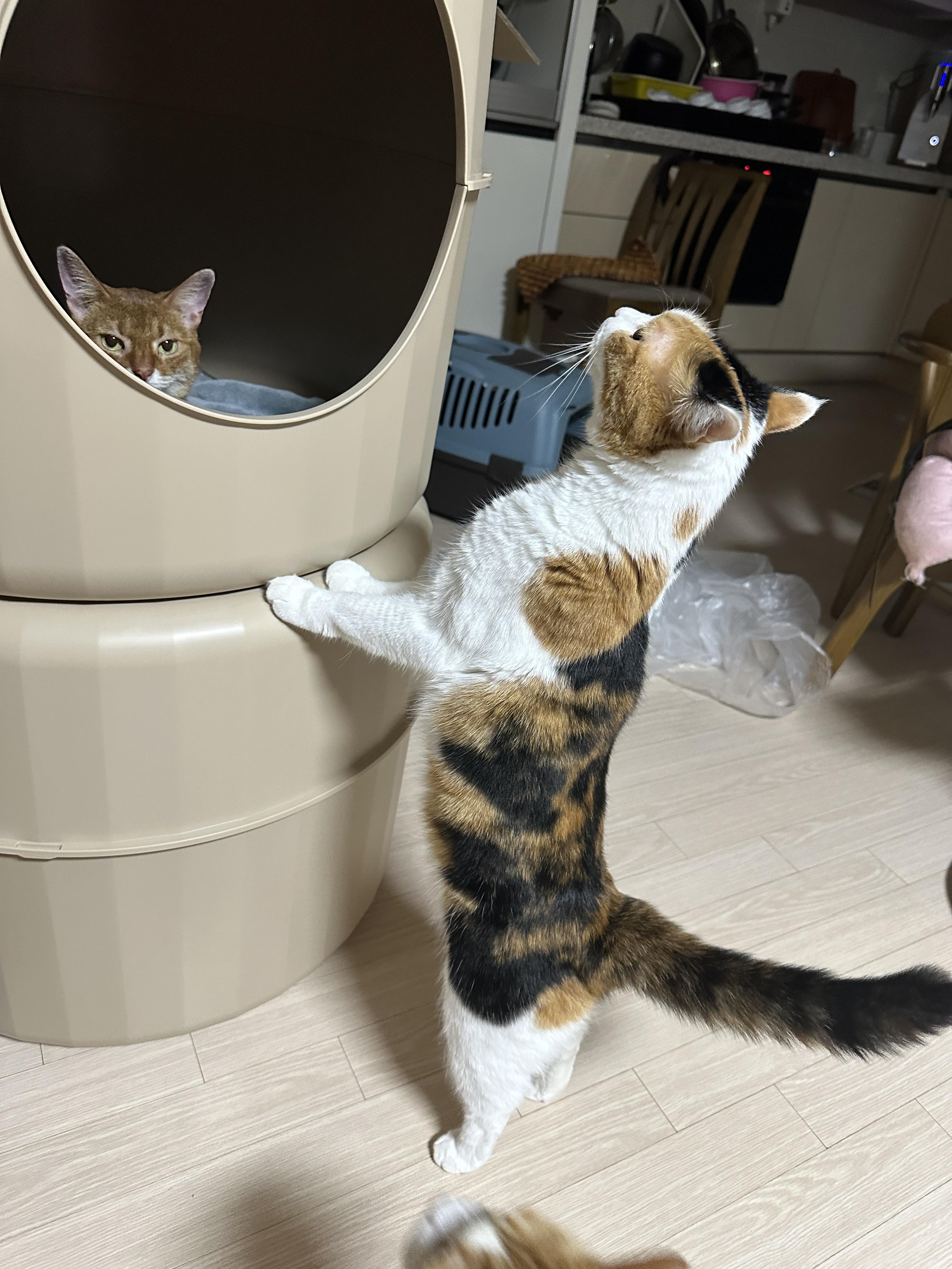 하우스_2층_안에_있는_루나와_꼭대기를_바라보는_요미