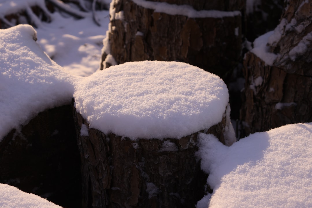 Log