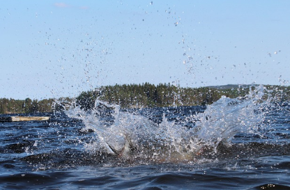 해조류 혁명: 해양에서 얻는 슈퍼푸드의 미래