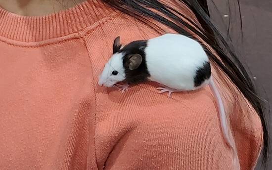 하이브동물체험