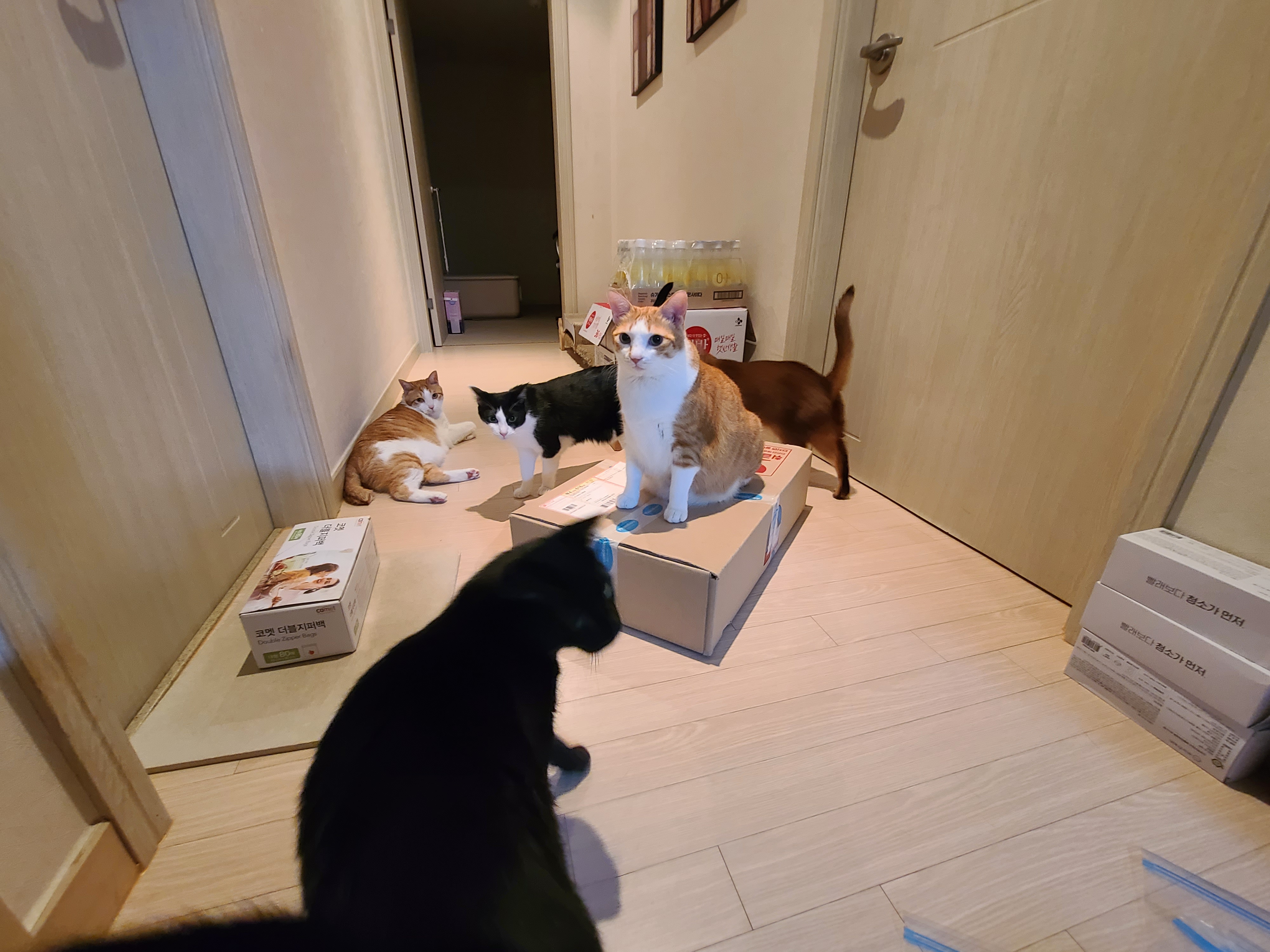 사료 소분 방해하는 고양이들.(feat. 파미나 사료)