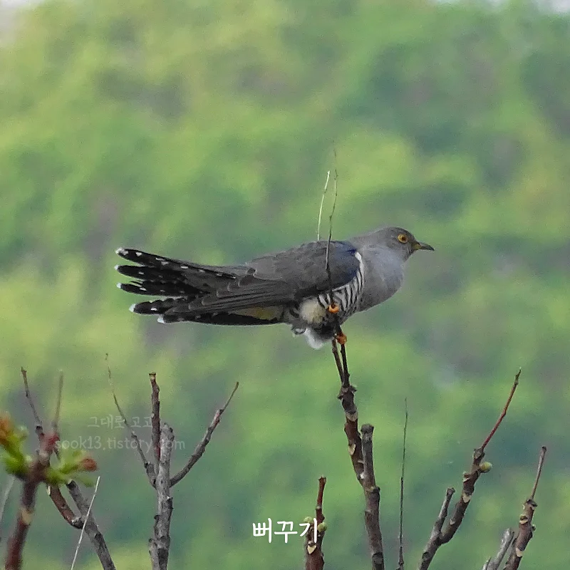 뻐꾸기 사진