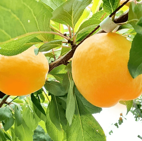 [6시 내고향] 영주 망고링 플럼코트 심포니(자두+살구) 택배주문 산지직송
