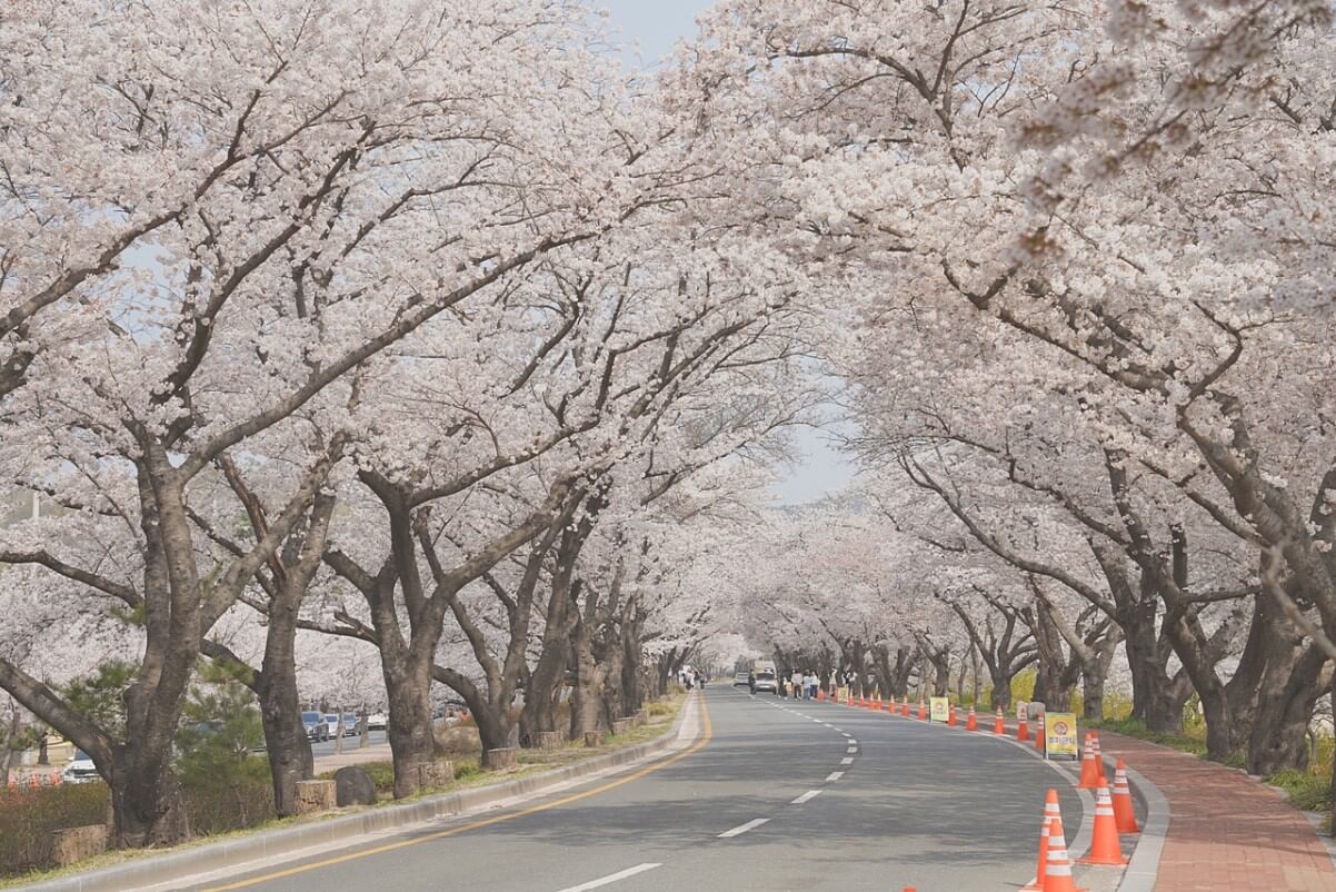 흥무로 벚꽃길