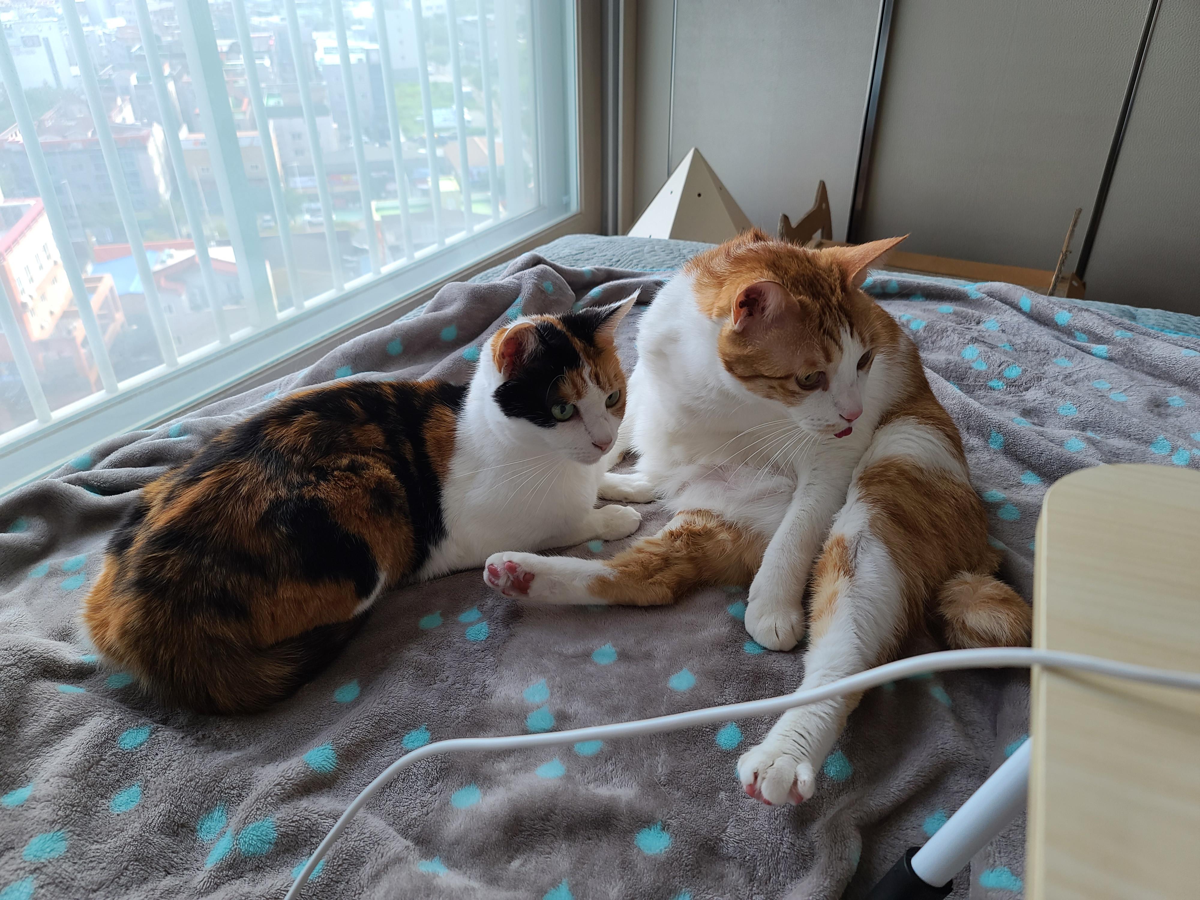 너무 예쁜 우리집 2호 고양이 커플. 삼색이 요미와 치즈냥이 막둥이 (feat.너무 다정한 그루밍)