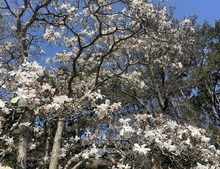 2025 천리포수목원 목련축제 일정 기간 요금 주변 코스