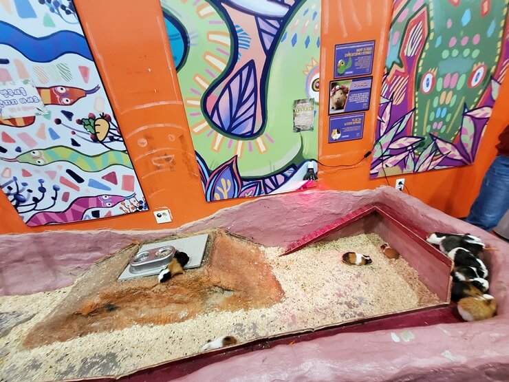 하이주실내동물원 기니피그