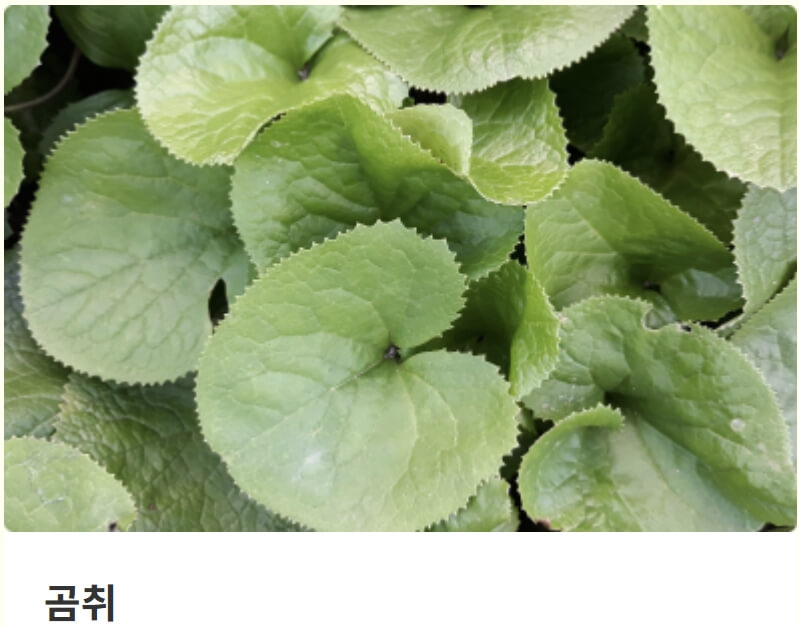 홍천 산나물축제 2026