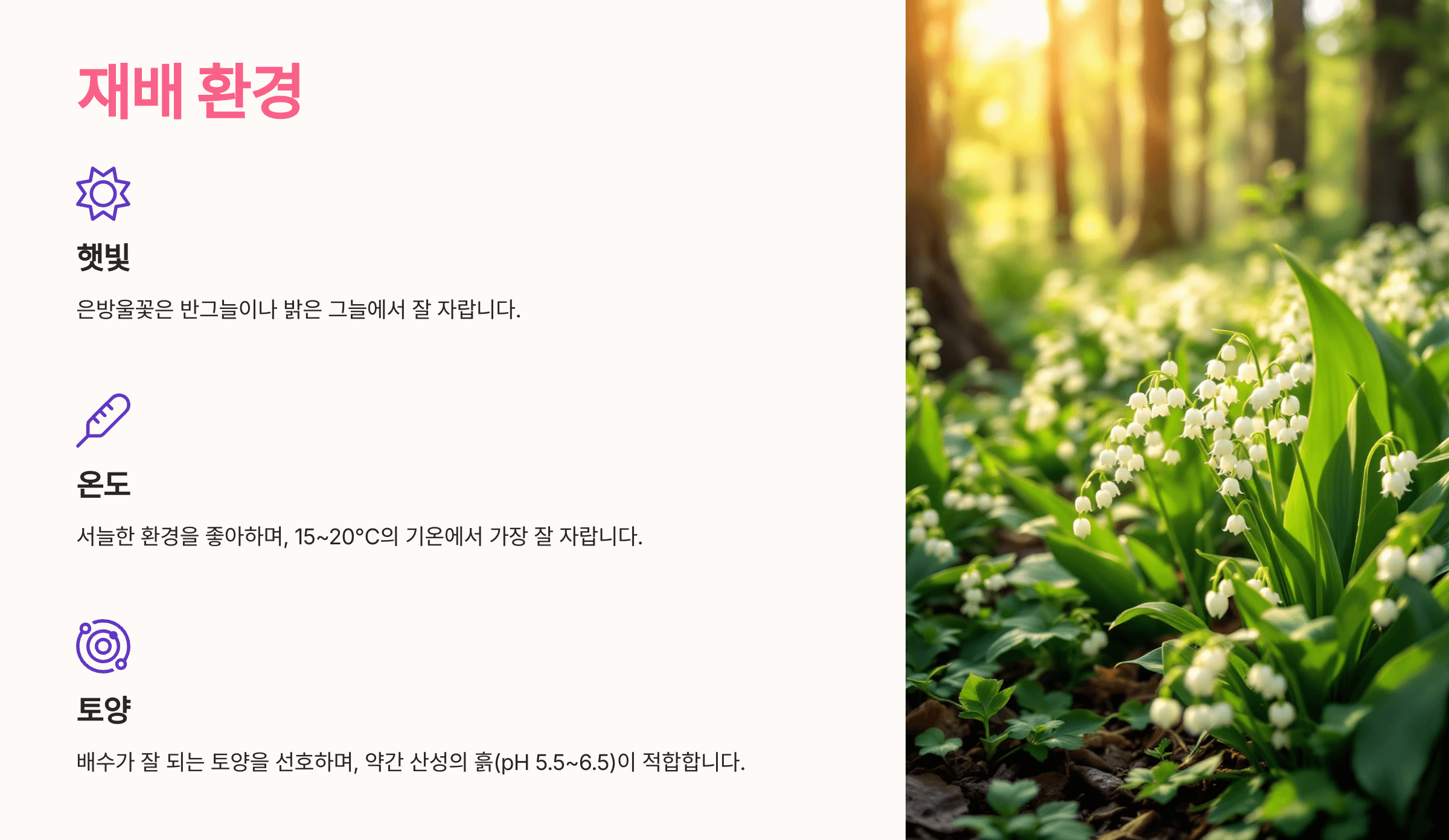 은방울꽃 사진입니다.