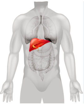간 건강지표인 AST, GGT, ALT