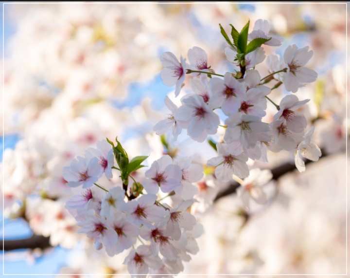 봄꽃-개화시기-2025-조계사